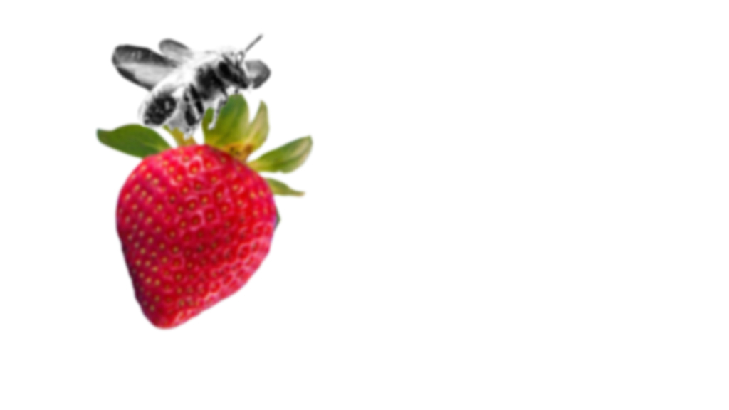 Bee carrying a strawberry